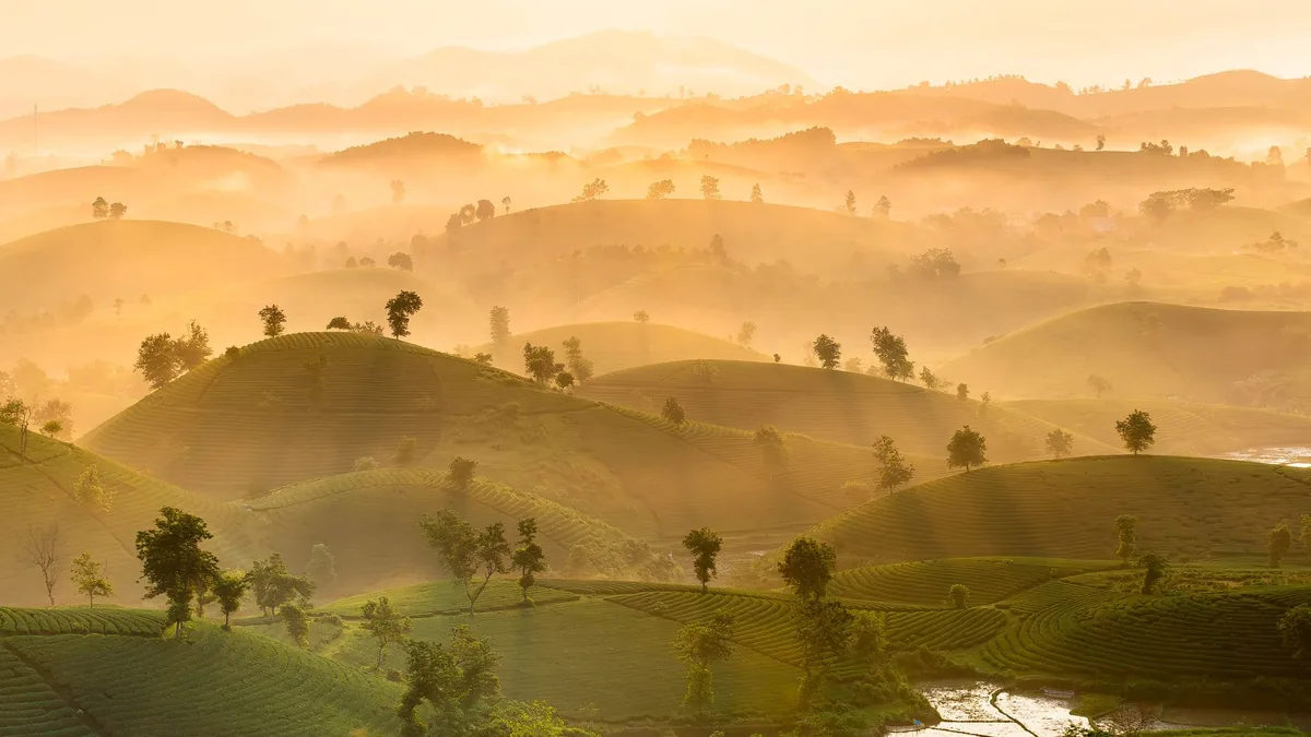 Serene landscape of misty hills and tea plantations at sunrise, capturing nature's beauty.