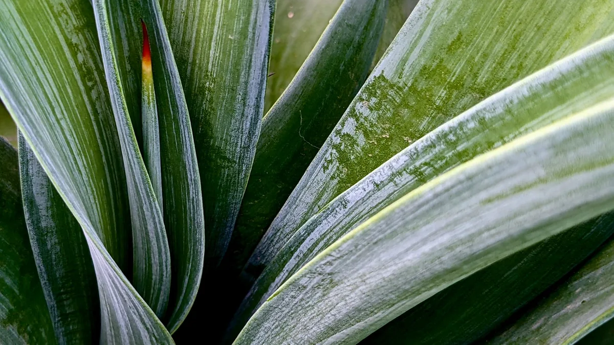 Close-up of green agave leaves with detailed texture and natural patterns.