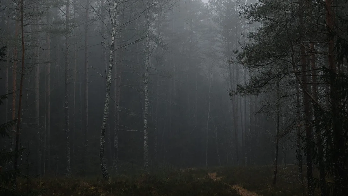 A misty forest pathway evokes mystery and tranquility during the early morning hours.